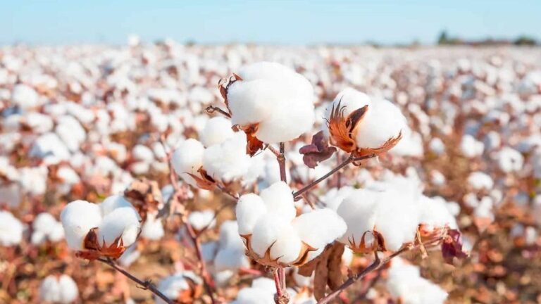 Half of Punjab’s Ginning Factories Shut Down Amid Industry Crisis
